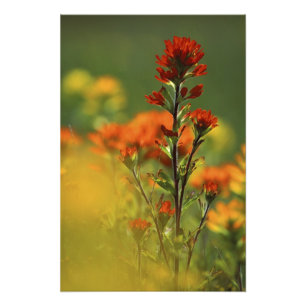 Impression Photo États-Unis, Michigan, île Drummond, Maxton Plains,