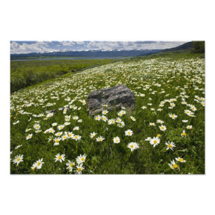 Impression Photo États-Unis, Montana, Marguerite sauvage en fleurs 