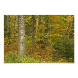 Impression Photo États-Unis, New Hampshire, Livermore, White Mounta