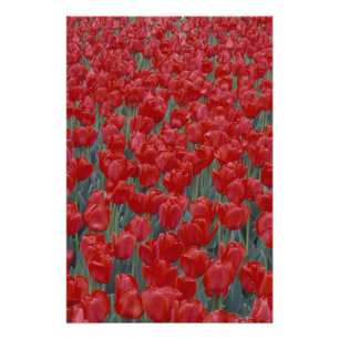 Impression Photo États-Unis, Ohio, Cincinnati. Lit de tulipes rouge