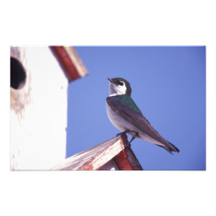 Impression Photo États-Unis, Oregon. Hirondelle à face blanche Tach