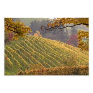 Impression Photo États-Unis, Oregon, Newberg. Vignoble en automne.