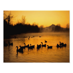 Impression Photo États-Unis, Oregon, Portland. Oiseaux d'eau en Col