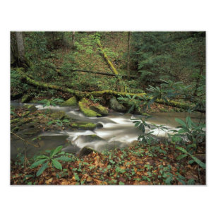 Impression Photo États-Unis, Tennessee. Big South Fork