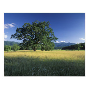 Impression Photo États-Unis, Tennessee. Grandes montagnes fumées 2