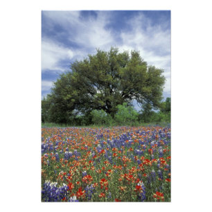 Impression Photo États-Unis, Texas, Marble Falls Pinceau et