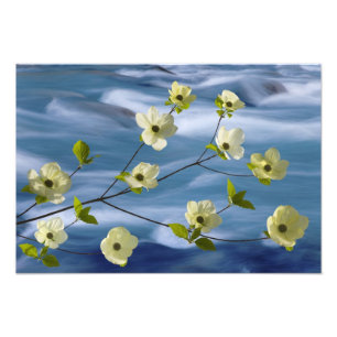 Impression Photo États-Unis, Washington, Hood Canal. Cornouiller du