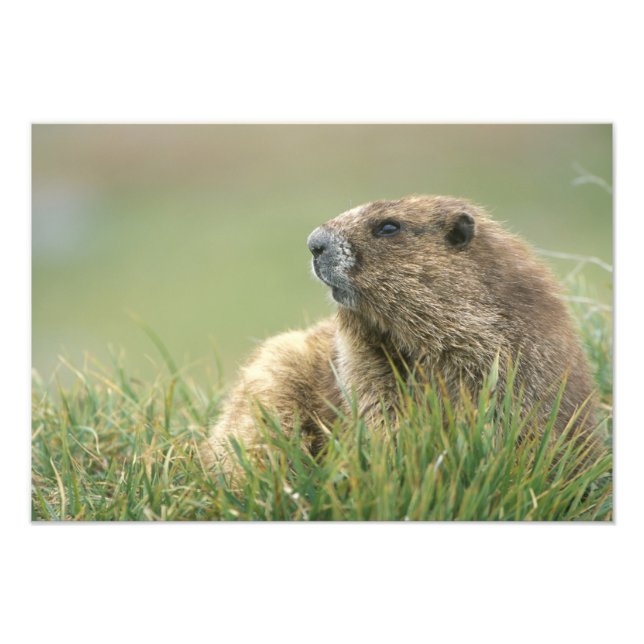 Impression Photo États-Unis, Washington, Pôle olympique, Marmotte o (Devant)