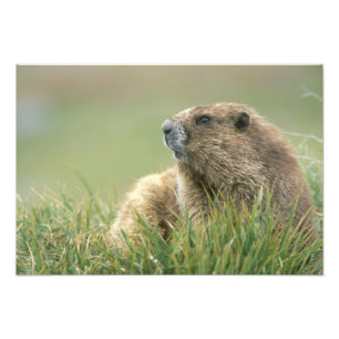 Impression Photo États-Unis, Washington, Pôle olympique, Marmotte o