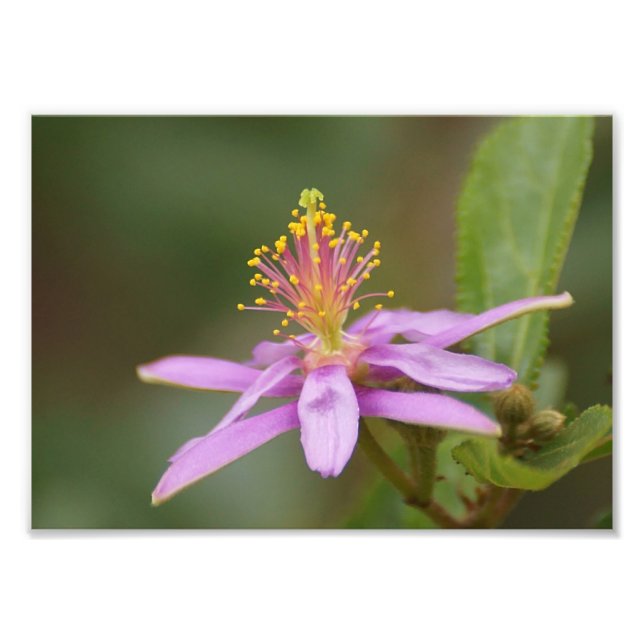 Impression Photo Étoile (Devant)