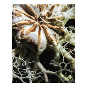 Impression Photo Étoile de panier (Gorgonocephalus eucnemis) - Art