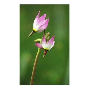Impression Photo Étoile filante fleur sauvage, Californie, États-Un