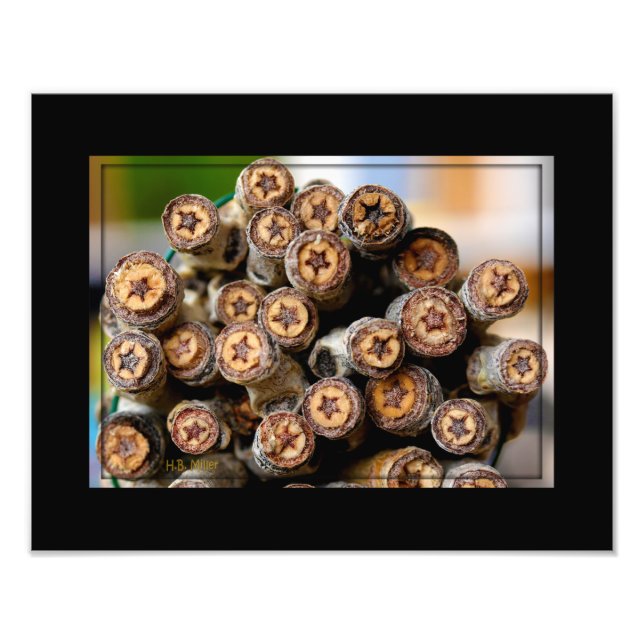 Impression Photo Etoiles le long du Rio Grande Cotton Wood Trees (Devant)