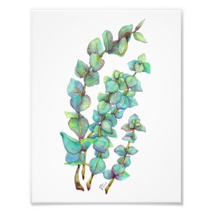 Impression Photo Eucalyptus 02