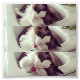 Impression Photo Évolution d'un yawn chat