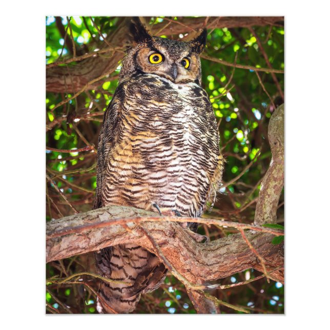Impression Photo Eyes of the Night: Great Horned Owl (Devant)