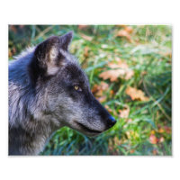 Face de loup de bois