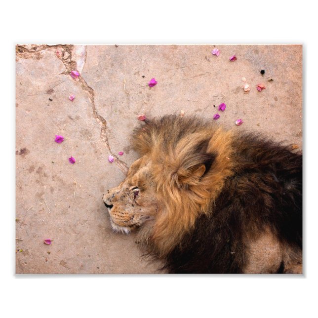 Impression Photo Fallen King (Devant)