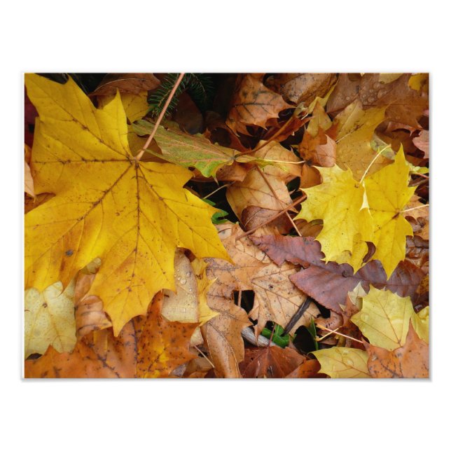 Impression Photo Fallen Maple Feuille Jaune Automne Nature (Devant)