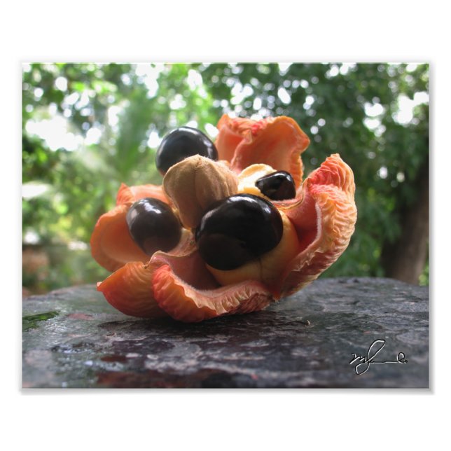 Impression Photo Famille Ackee (Devant)