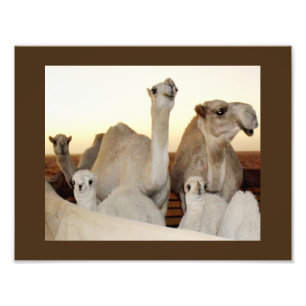 Impression Photo Famille de chameaux