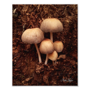 Impression Photo Famille de champignons