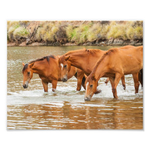Impression Photo Famille de Cheval Brown à la rivière