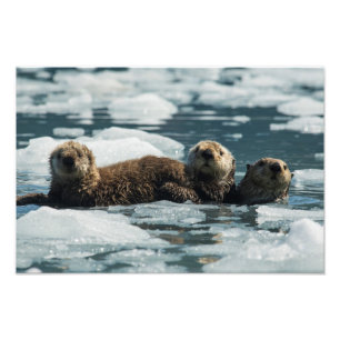 Impression Photo Famille de loutre de mer
