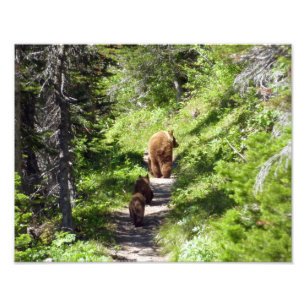 Impression Photo Famille d'ours brun
