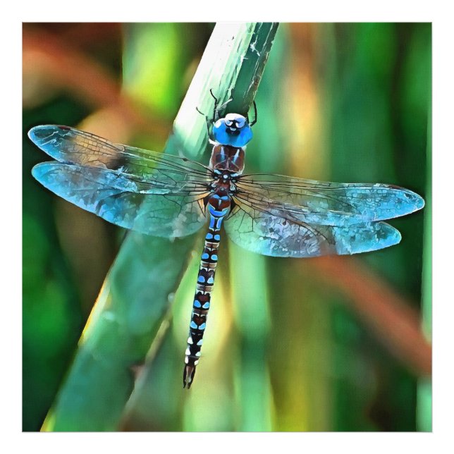 Impression Photo Fantasy Dragonfly (Devant)