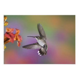 Impression Photo Femme Ruby Throated Hummingbird en vol