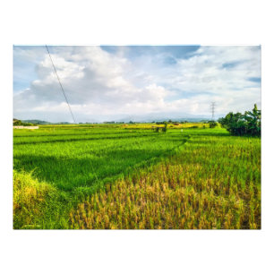 Impression Photo Ferme de champ de riz vert