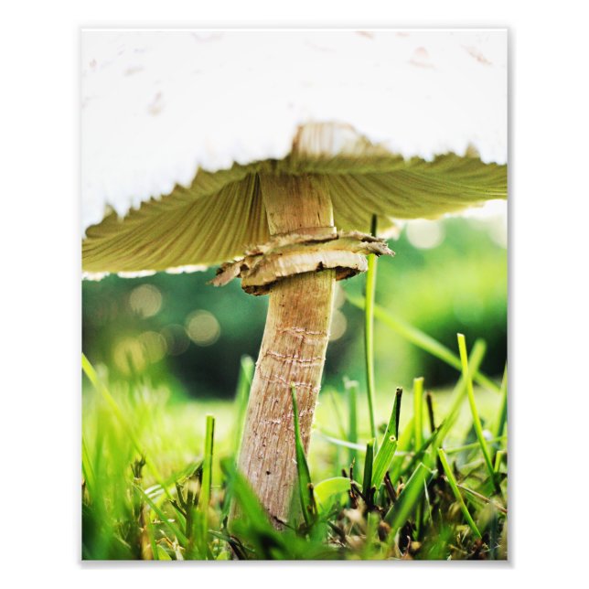 Impression Photo Fermer avec ce Cool Shroom Nature Photography (Devant)