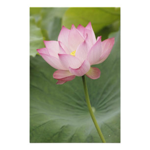 Impression Photo Fermeture de la fleur de Lotus, Nelumbo nucifera),