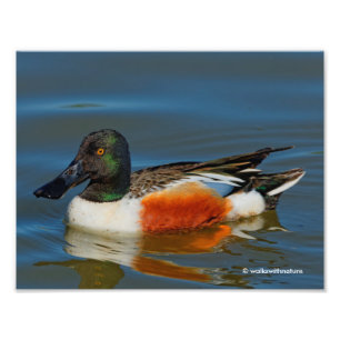Impression Photo Fermeture d'un beau canard à chaussures nordique