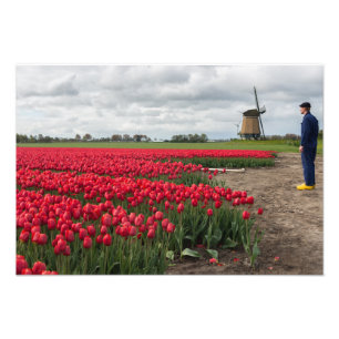 Impression Photo Fermier inspectant ses tulipes et son moulin à ven