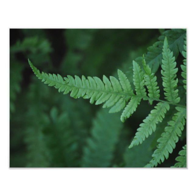 Impression Photo Fern (Devant)