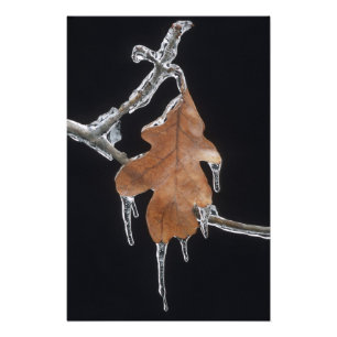 Impression Photo Feuille de chêne avec glaçons après une tempête de