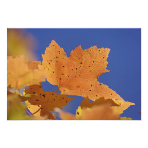Impression Photo Feuille d'érable d'automne et ciel bleu, Blanc