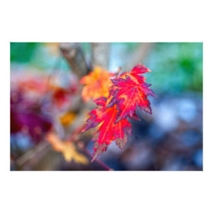 Impression Photo Feuille d'érable japonais élégant
