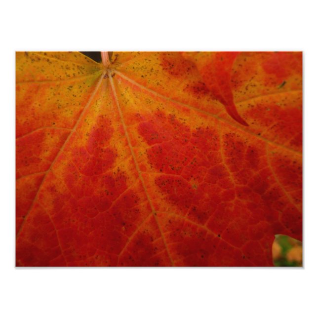 Impression Photo Feuille d'érable rouge Abstraite Automne Photograp (Devant)