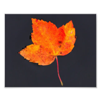Impression Photo Feuille d'or de l'automne