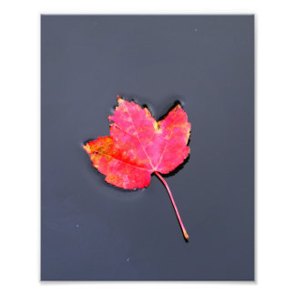 Impression Photo Feuille rouge sur le côté