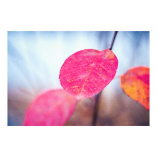 Impression Photo Feuilles colorés de Cotonou