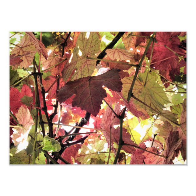 IMPRESSION PHOTO FEUILLES D'AUTOMNE (Devant)