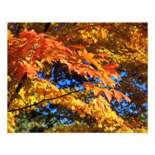Impression Photo Feuilles d'automne étonnantes sur les arbres Poste
