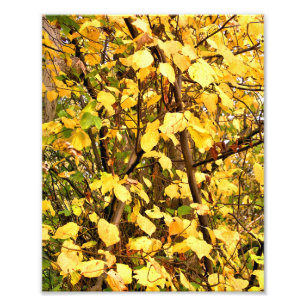 IMPRESSION PHOTO FEUILLES D'AUTOMNE JAUNE