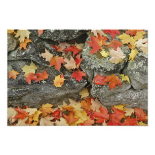 Impression Photo Feuilles d'automne sur le mur de pierre, Minute Ma