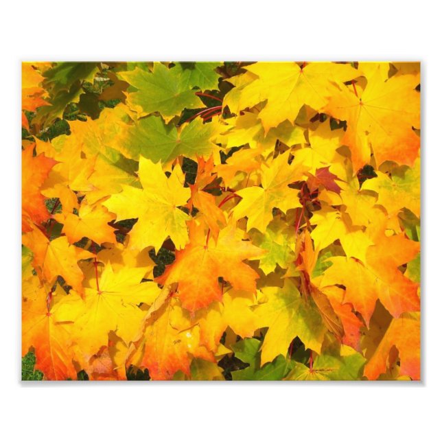 Impression Photo Feuilles de l'érable d'automne aux couleurs d'auto (Devant)