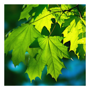 Impression Photo Feuilles d'érable vert frais
